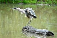 Cliquer pour agrandir