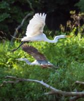 Cliquer pour agrandir