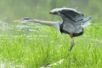 Cliquer pour agrandir