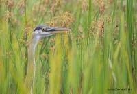 Cliquer pour agrandir