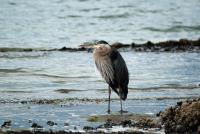 Cliquer pour agrandir