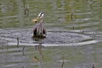 Cliquer pour agrandir