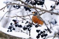 Click to view