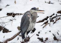 Cliquer pour agrandir