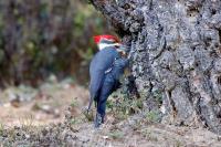 Click to view
