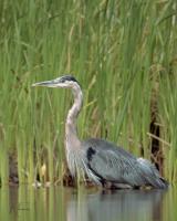 Cliquer pour agrandir