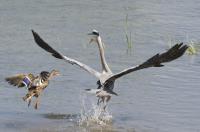 Cliquer pour agrandir