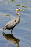 Cliquer pour agrandir