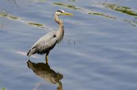 Cliquer pour agrandir