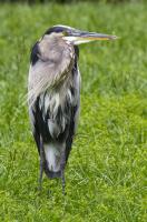 Cliquer pour agrandir