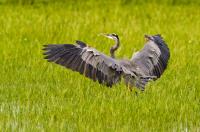 Cliquer pour agrandir