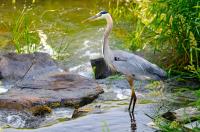 Cliquer pour agrandir