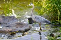 Cliquer pour agrandir