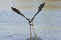 Cliquer pour agrandir