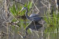 Cliquer pour agrandir