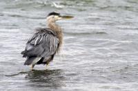 Cliquer pour agrandir