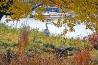 Cliquer pour agrandir