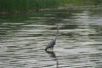 Cliquer pour agrandir