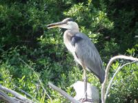 Cliquer pour agrandir