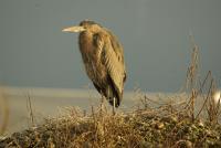 Cliquer pour agrandir