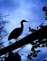 Cliquer pour agrandir