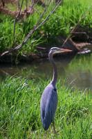 Cliquer pour agrandir