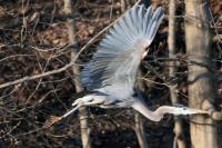 Cliquer pour agrandir