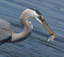 Cliquer pour agrandir