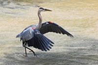 Cliquer pour agrandir