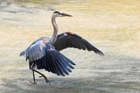 Cliquer pour agrandir