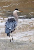 Cliquer pour agrandir