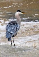 Cliquer pour agrandir