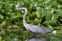 Cliquer pour agrandir