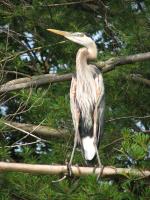 Cliquer pour agrandir