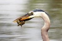 Cliquer pour agrandir