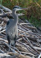 Cliquer pour agrandir