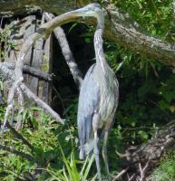 Cliquer pour agrandir