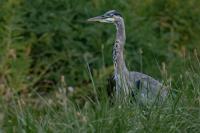 Cliquer pour agrandir