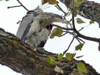 Cliquer pour agrandir