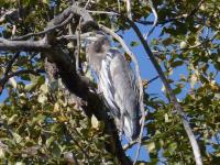 Cliquer pour agrandir