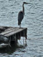 Cliquer pour agrandir