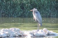 Cliquer pour agrandir