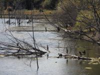 Cliquer pour agrandir