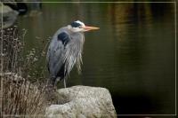 Cliquer pour agrandir