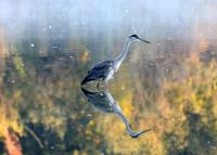 Cliquer pour agrandir