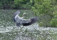 Cliquer pour agrandir