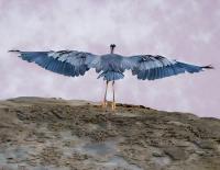 Cliquer pour agrandir