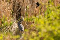 Cliquer pour agrandir