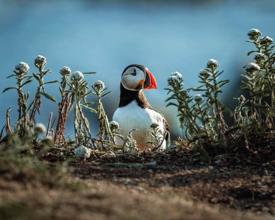 Photo: Carol Ann Ryan 