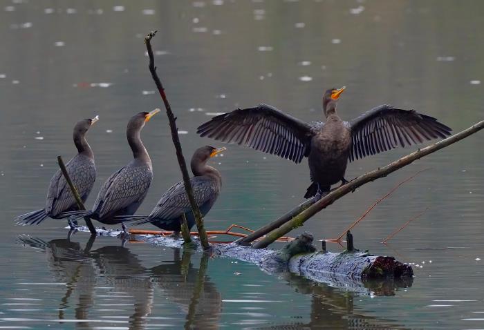 Photo: Greg Peterson 